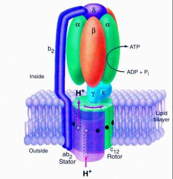 ATPase synthase motor