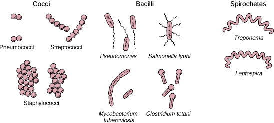 bacterial shapes pictures